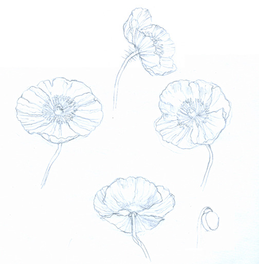 504x514 Eehunter - Poppy Flower Sketch