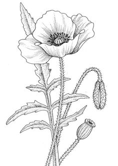 236x333 California Poppy, Awesome Drawing Of California Poppy Coloring - Poppy Flower Sketch