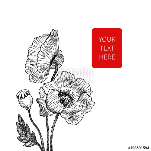 500x500 California Poppy Flowers Drawn And Sketch With Line Art On White - Poppy Flower Sketch