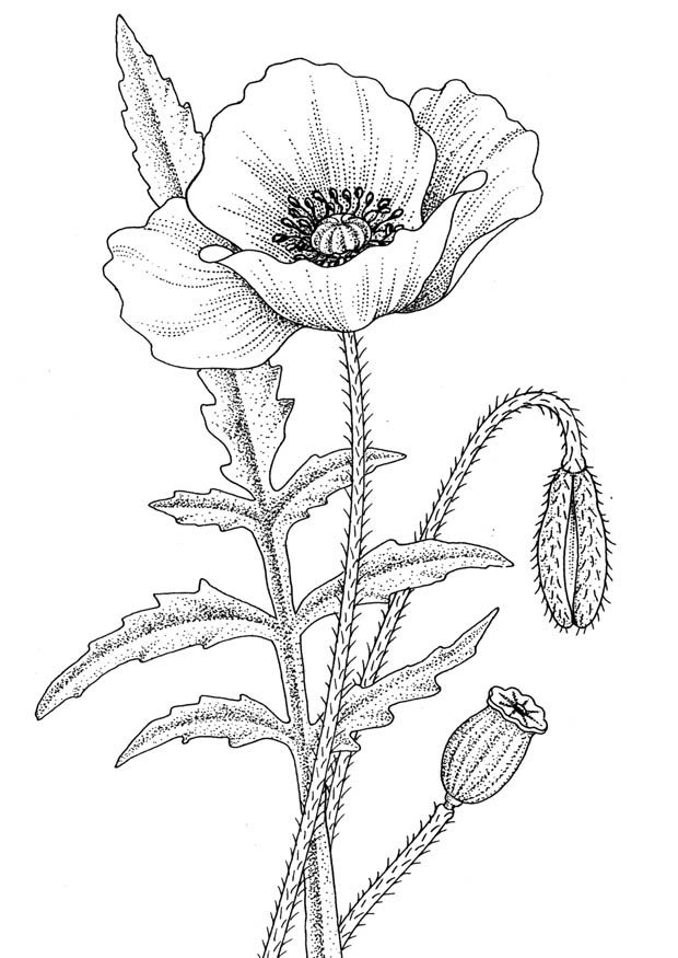 620x875 Opium Poppy Sketch Poppy Pictures, Pics, Images And Photos For - Poppy Sketch