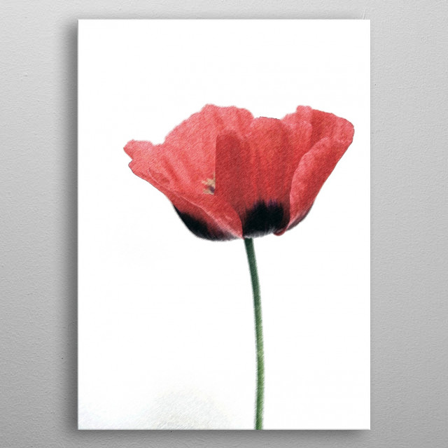 640x640 Poppy Sketch By Brian Raggatt Metal Posters - Poppy Sketch