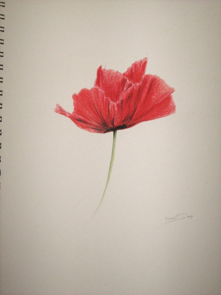 900x1200 Poppy Sketch By Violinsane - Poppy Sketch