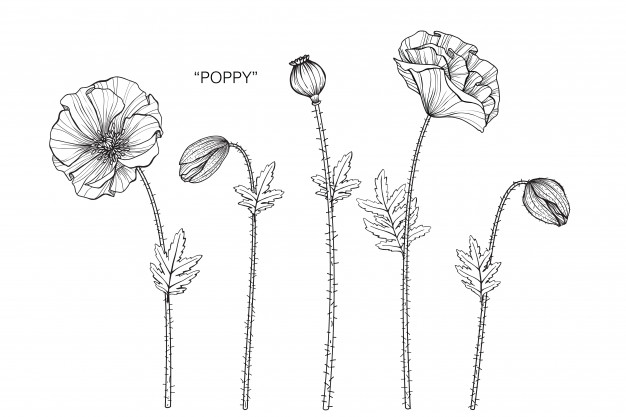 626x417 Poppy Vectors, Photos And Psd Files Free Download - Poppy Sketch