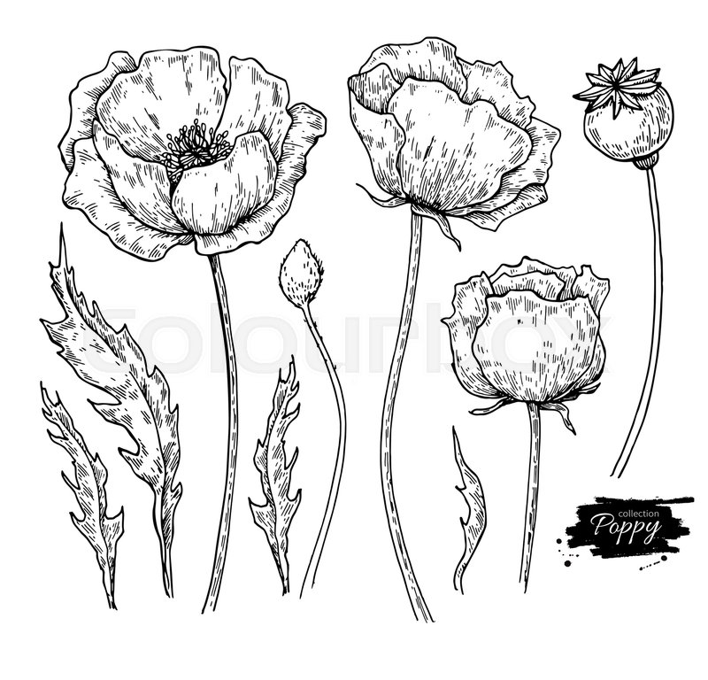 800x768 Poppy Flower Vector Drawing Set. Isolated Wild Plant And Leaves - Poppy Sketch