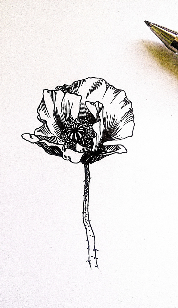 592x1025 Poppy Sketch Lleiffer - Poppy Sketch