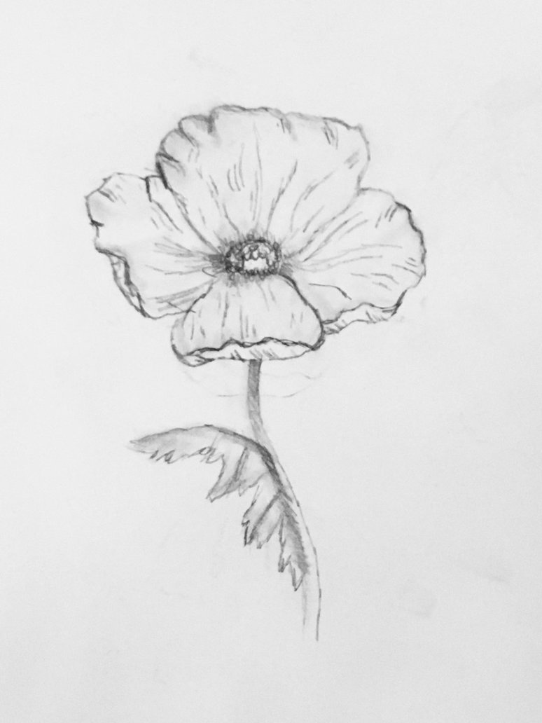 774x1032 Poppy Sketch By Theamazingtulip - Poppy Sketch