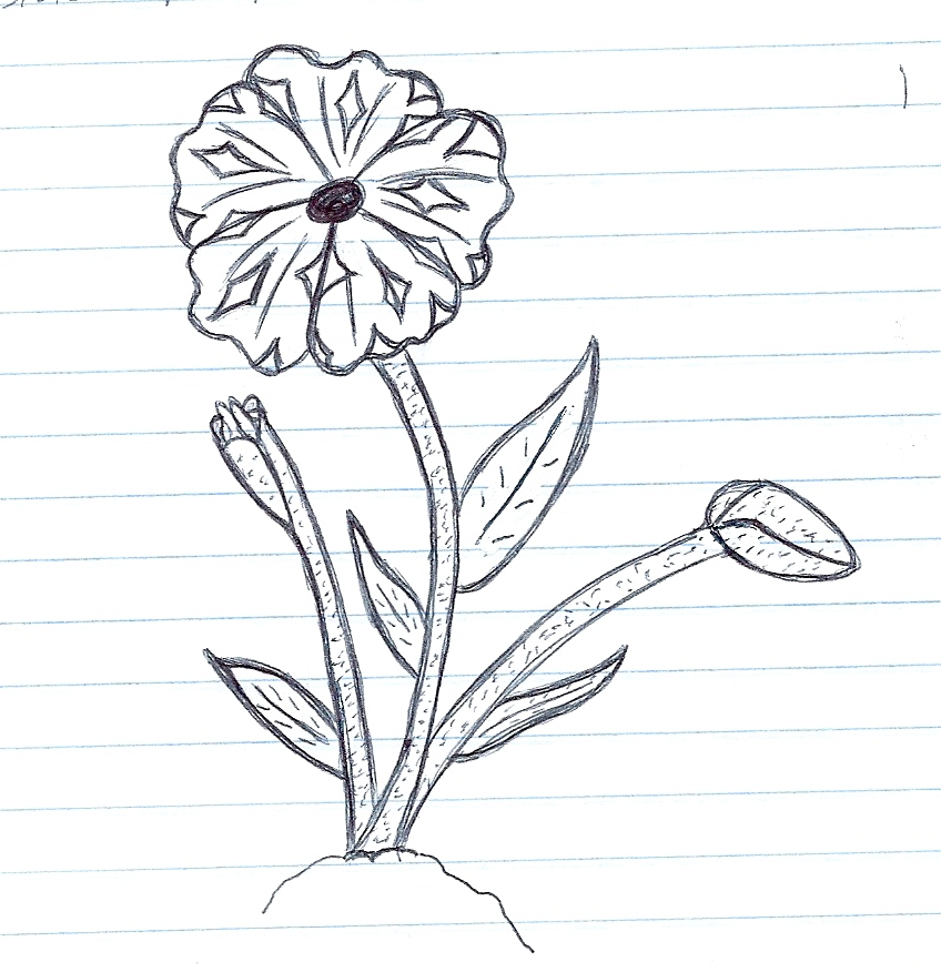848x876 Star Poppy Sketch By Naomi33 - Poppy Sketch
