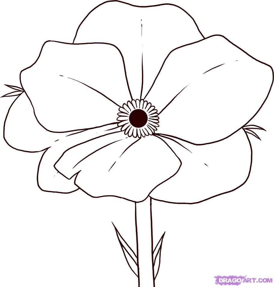 911x955 Easy To Draw Flowers How To Draw Poppy Step 5 For Details - Poppy Sketch