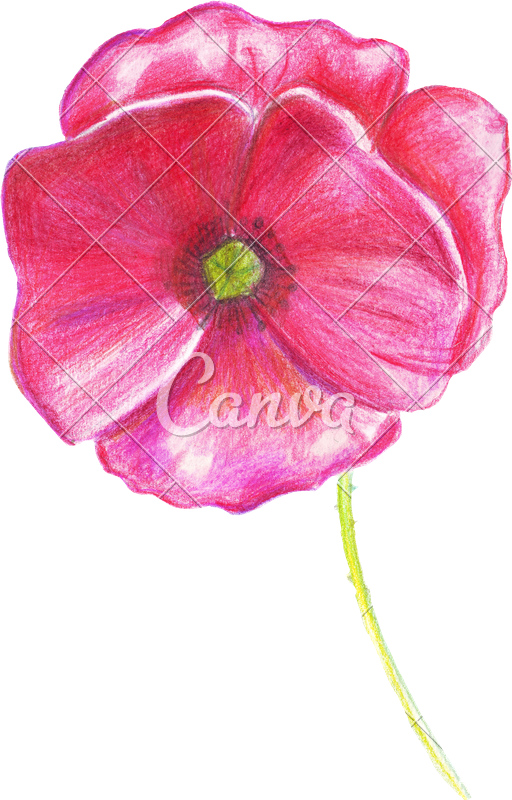 512x800 Hand Drawing Sketch Poppy Flower - Poppy Sketch