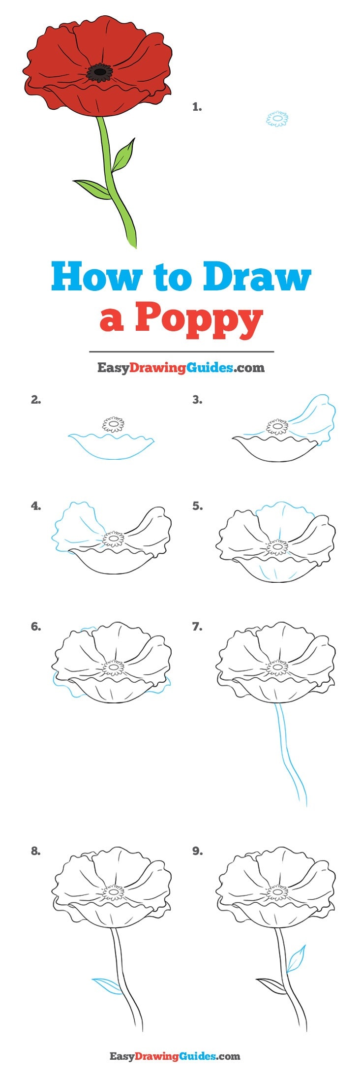 736x2188 How To Draw A Poppy - Poppy Sketch