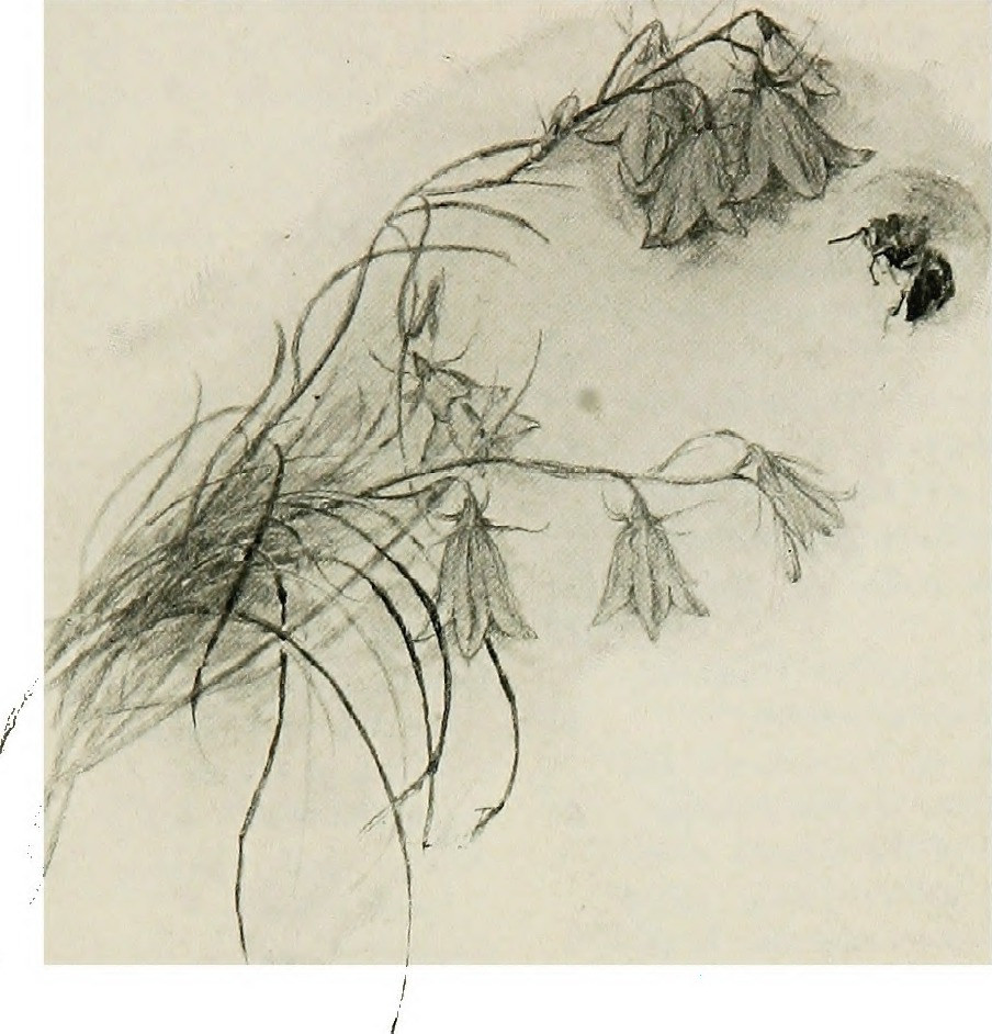 904x942 Image From - Popular Sketches