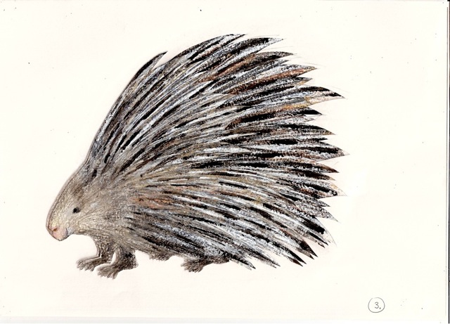640x461 Pop Up Animals Petr Horacek Blog - Porcupine Sketch