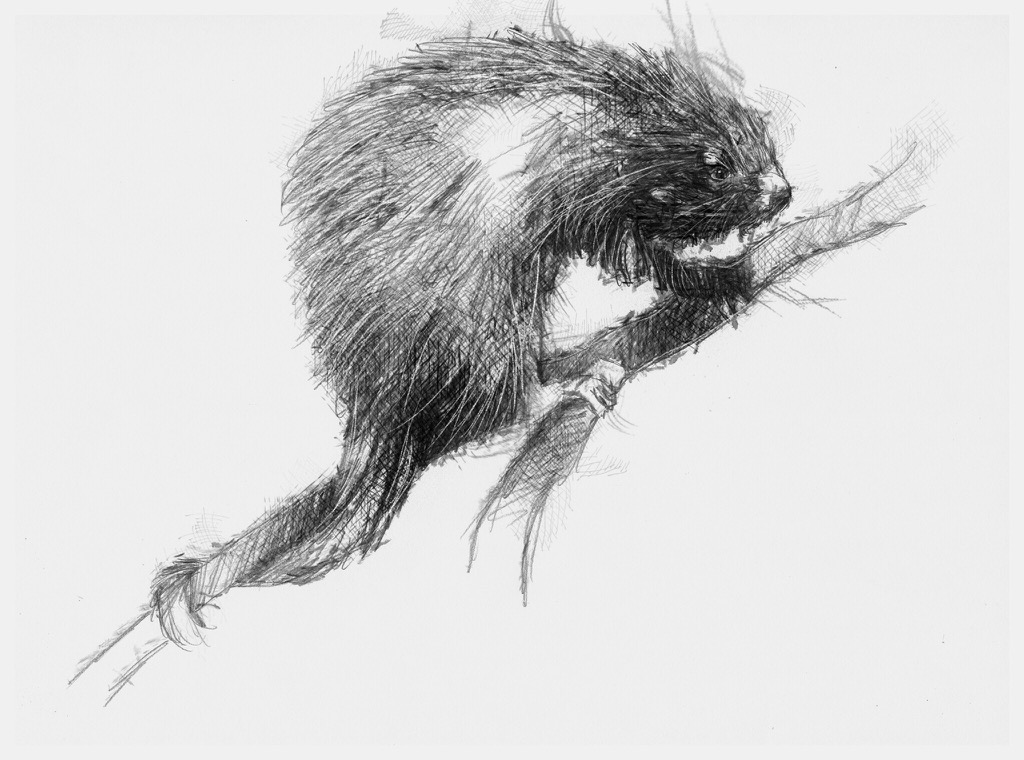 1024x760 Porcupine - Porcupine Sketch