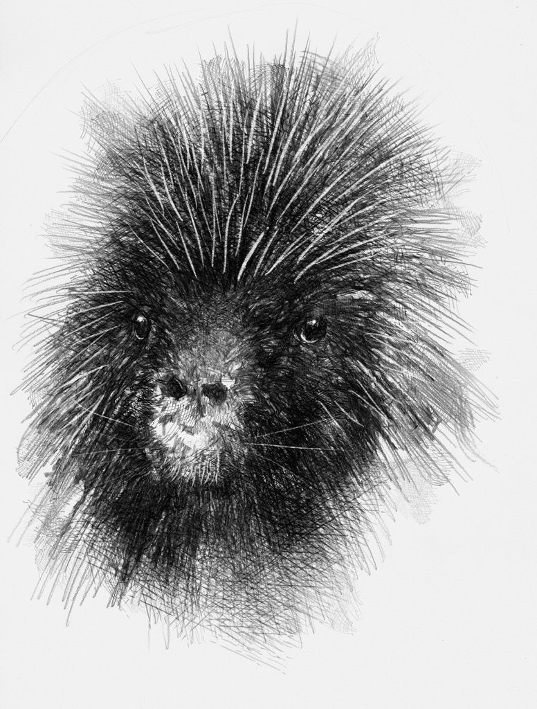 776x1024 Porcupine Tatted Up Sketches - Porcupine Sketch
