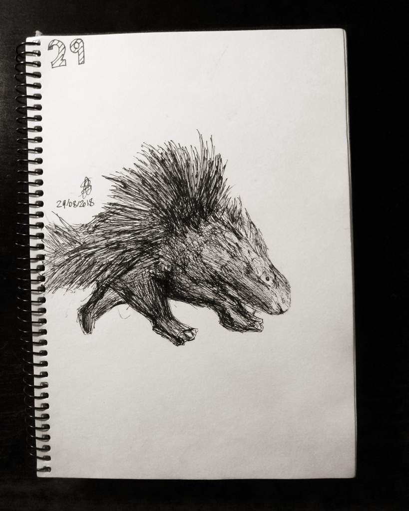 819x1024 Porcupine Drawing Art Amino - Porcupine Sketch