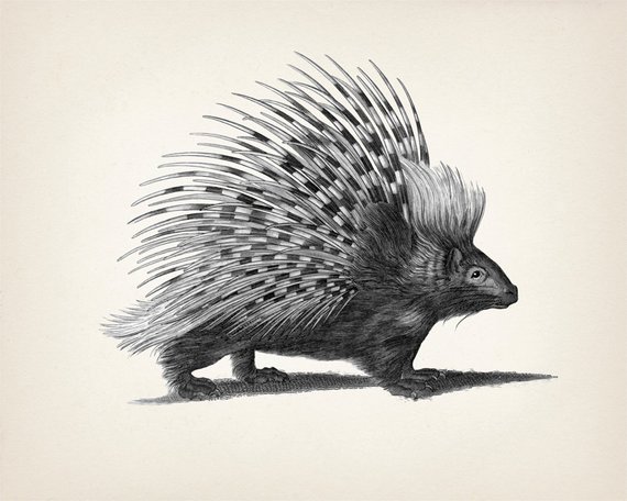 570x456 Porcupine Drawing Fine Art Print Of A Vintage Natural Etsy - Porcupine Sketch