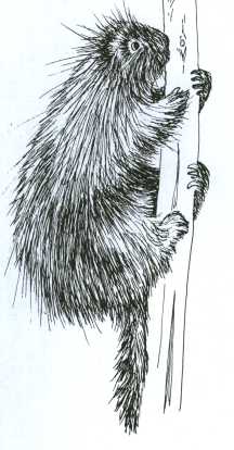 216x414 Porcupine - Porcupine Sketch