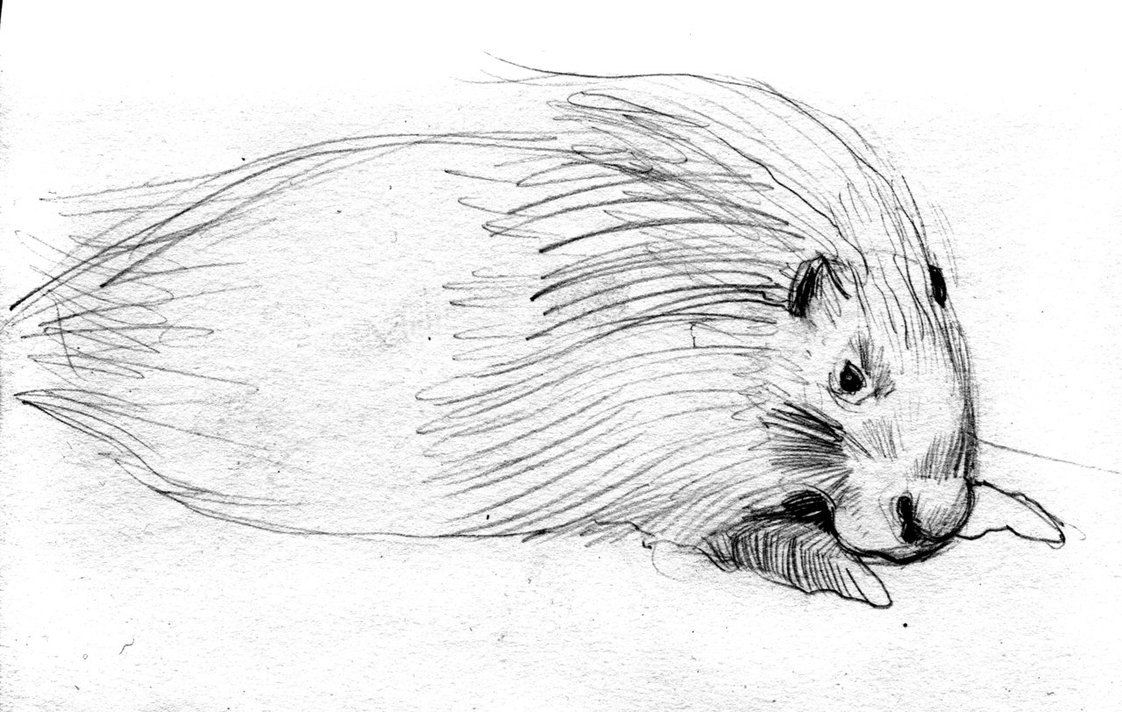 1122x712 Sketch - Porcupine Sketch