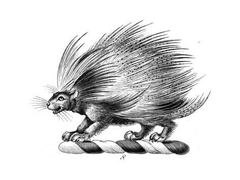473x355 Stylized Porcupine Symbol Posters - Porcupine Sketch