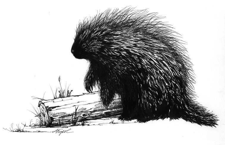 756x488 The Problem Of Porcupines The Outside Story - Porcupine Sketch