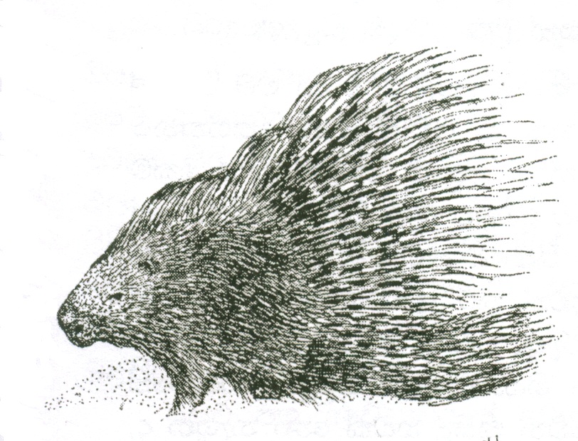 812x620 Wildlife - Porcupine Sketch
