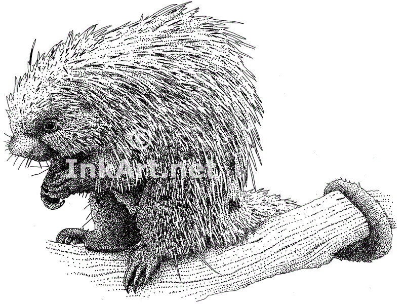 800x602 Wildlife Art North American Mammals - Porcupine Sketch