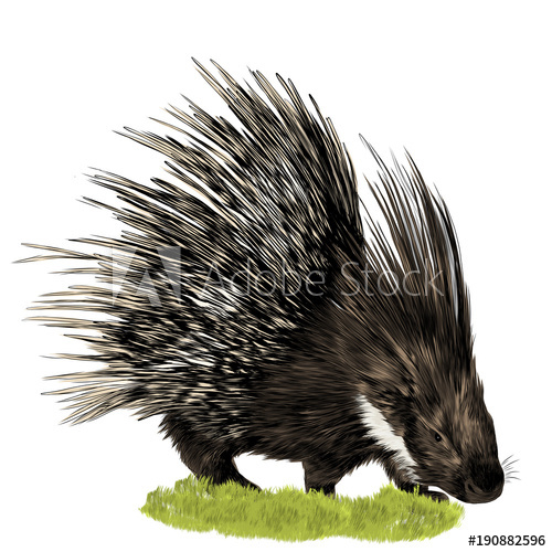 Porcupine Sketch at PaintingValley.com | Explore collection of ...