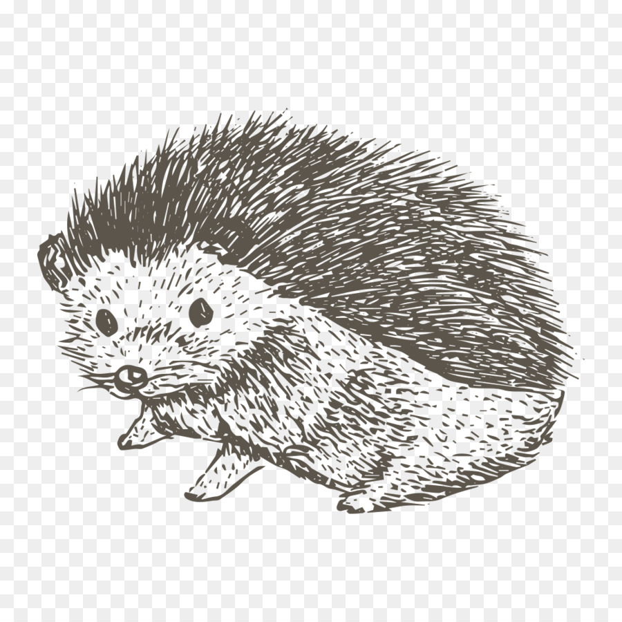 900x900 Drawing T Shirt - Porcupine Sketch