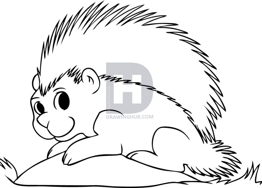 1001x720 How To Draw A Porcupine, Step By Step, Drawing Guide, By - Porcupine Sketch