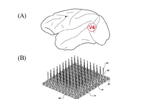 492x321 A) Sketch Of A Macaque Brain And The Position Of The Visual Area - Position Sketch