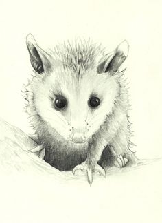Possum Sketch