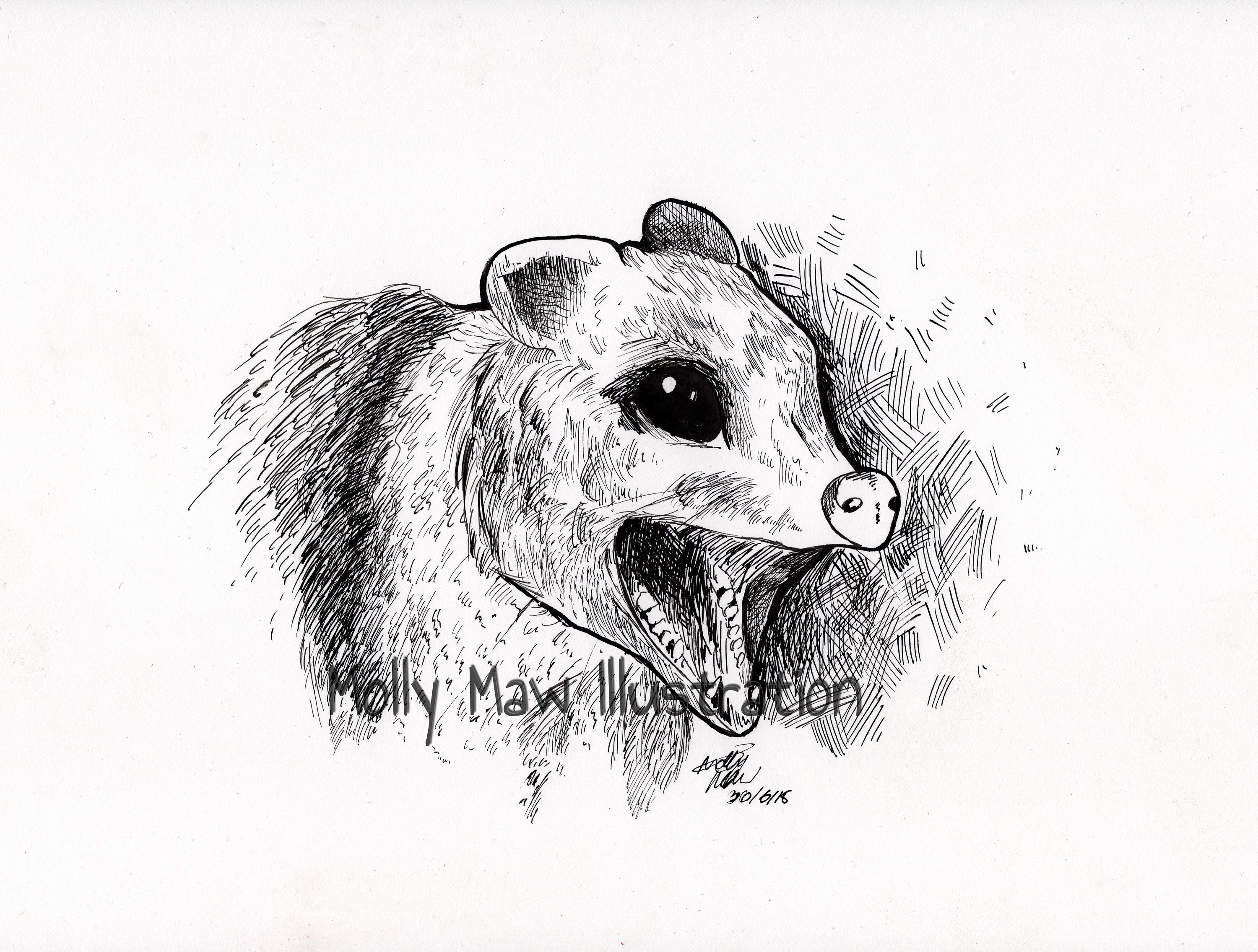 Possum Sketch at Explore collection of Possum Sketch