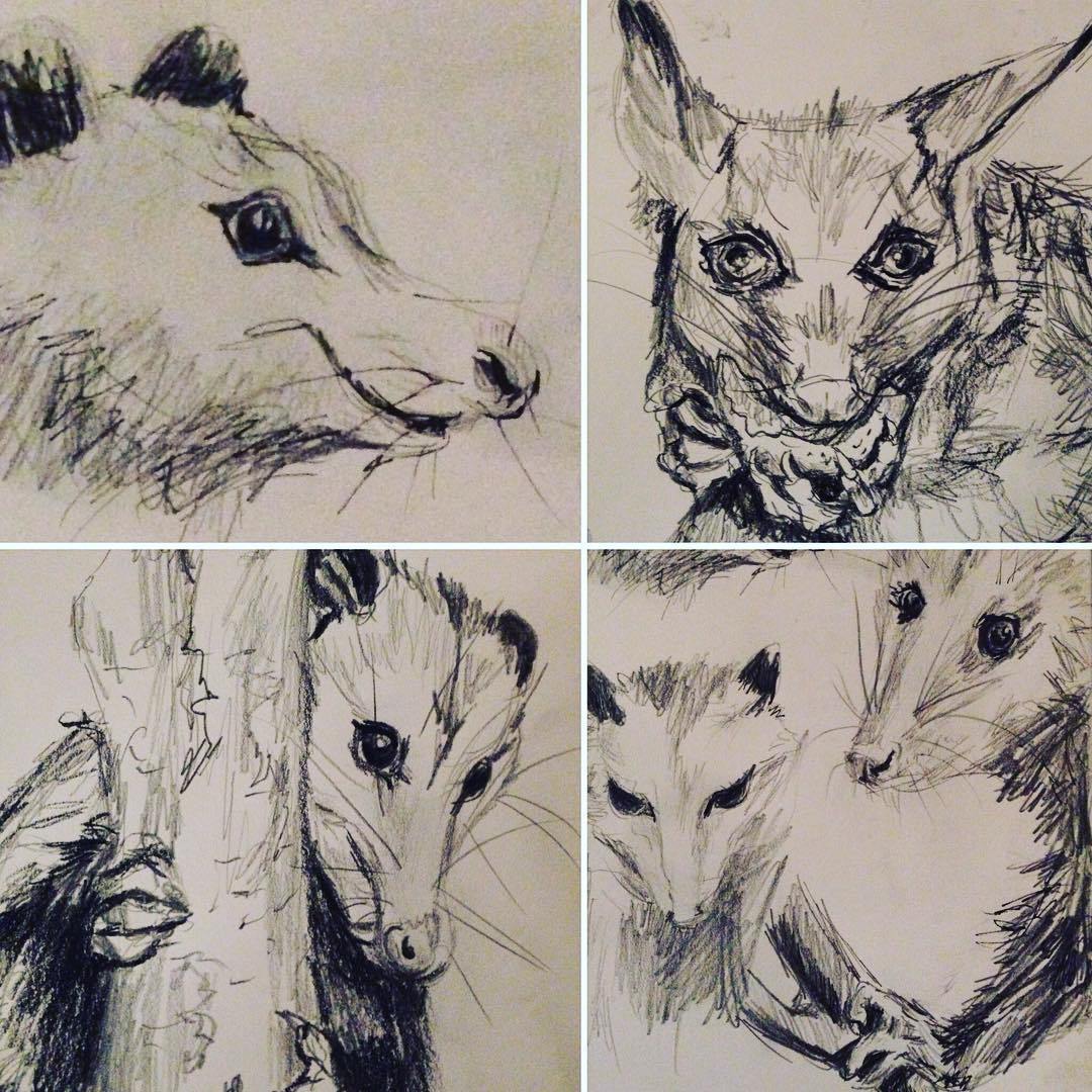 1080x1080 Nighttime Patio Possum Sketches. Doing These From Photo Ref But I - Possum Sketch
