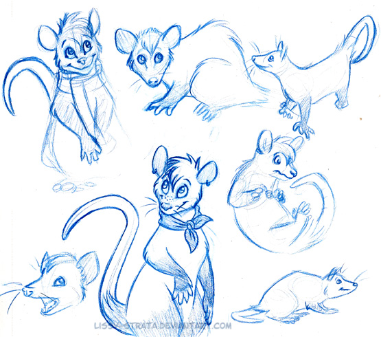 555x490 Possum Sketches By Lissystrata - Possum Sketch