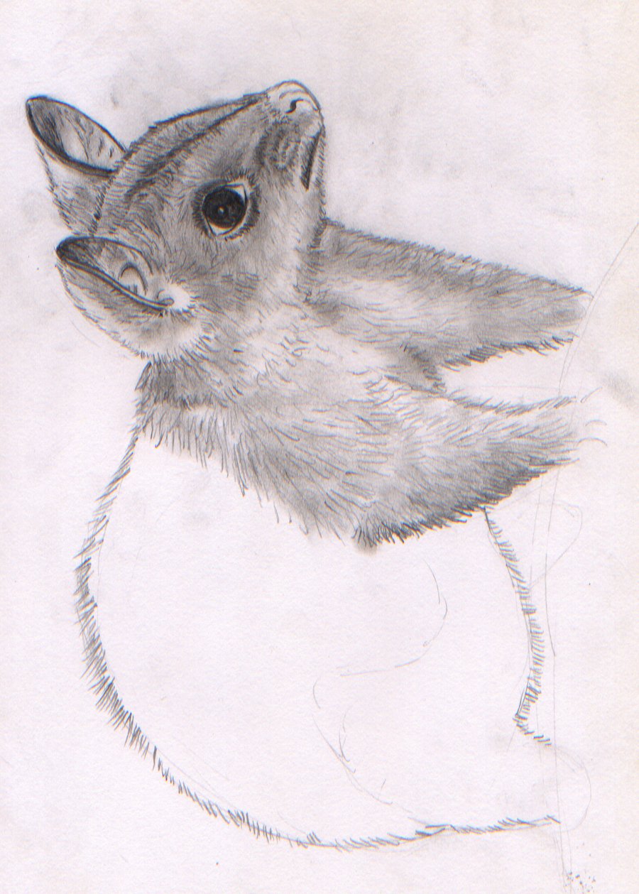 900x1259 Possum Sketch By Magenator - Possum Sketch