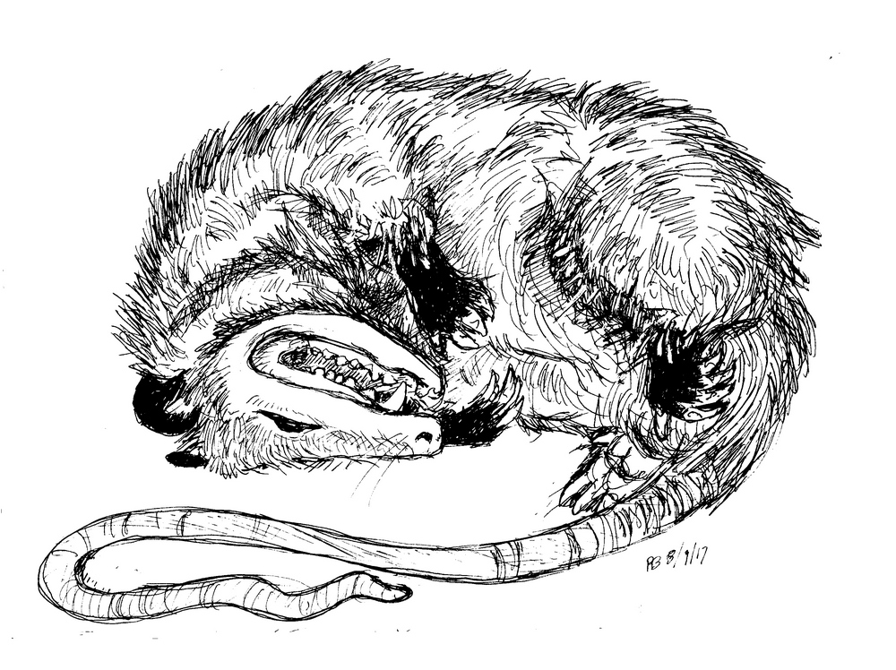 1000x748 Possum Adventure Illustrated! A Cartoonist In Kekionga - Possum Sketch