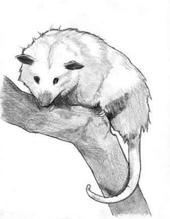 338x435 Possum Sketch - Possum Sketch