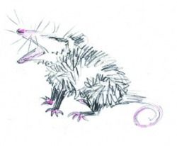 250x206 Possum Sketch From Life Critters Dressage And Animal - Possum Sketch