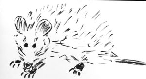 300x163 Possum One Minute Birds - Possum Sketch