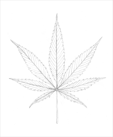 395x480 Drawn Cannabis Sketch - Pot Leaf Sketch