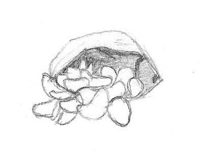 412x301 Quick Sketch But Mostly Just Flowers And Ducks - Potato Chip Sketch