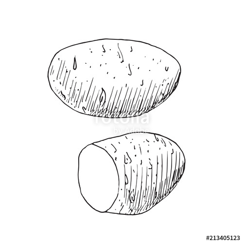 500x500 Potato And Cut Slice, Hand Drawn Doodle, Drawing, Sketch, Black - Potato Sketch