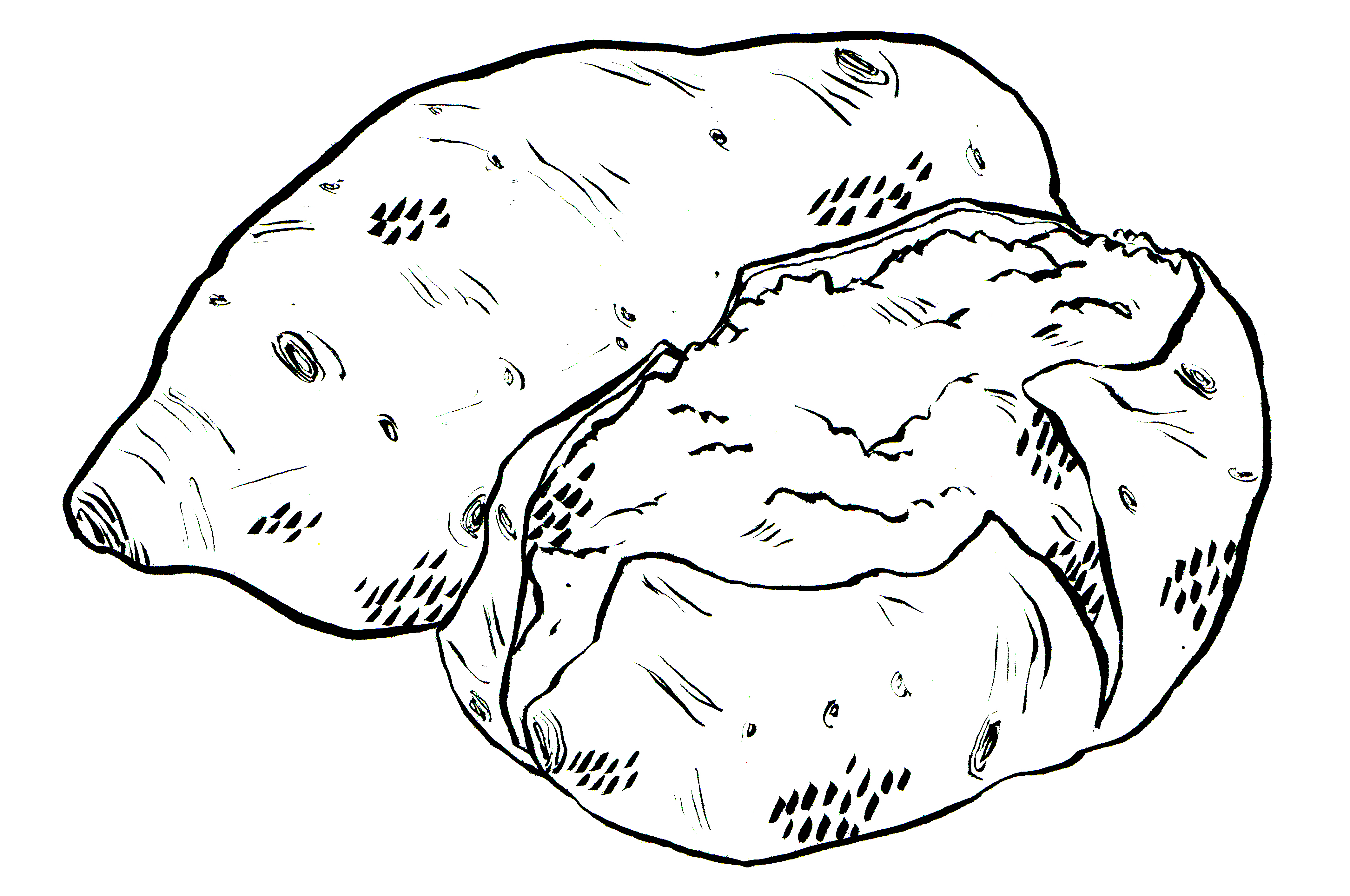 4254x2823 Potato Clipart Sketch - Potato Sketch