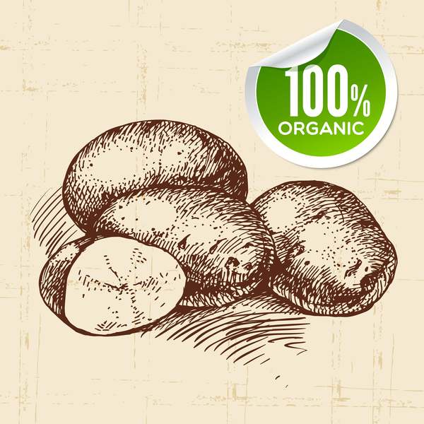 600x600 Potato Hand Drawn Sketch Vector Free Download - Potato Sketch