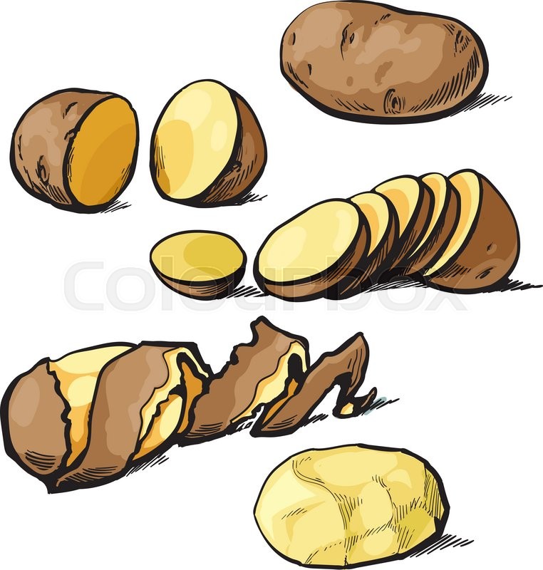 762x800 Set Of Cleaning Potatoes And Cut, Vector Sketch Hand Drawn - Potato Sketch