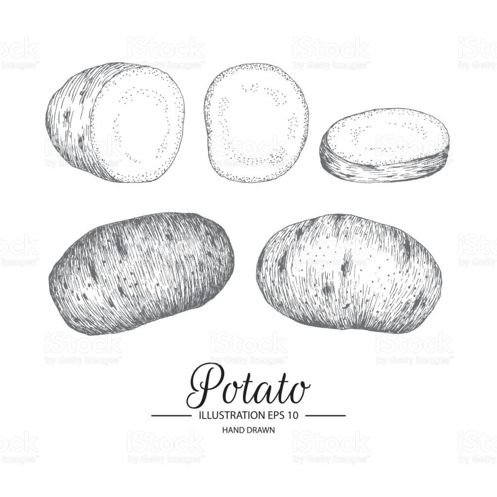 1024x1024 Drawn Potato Sketch 3412854 - Potato Sketch
