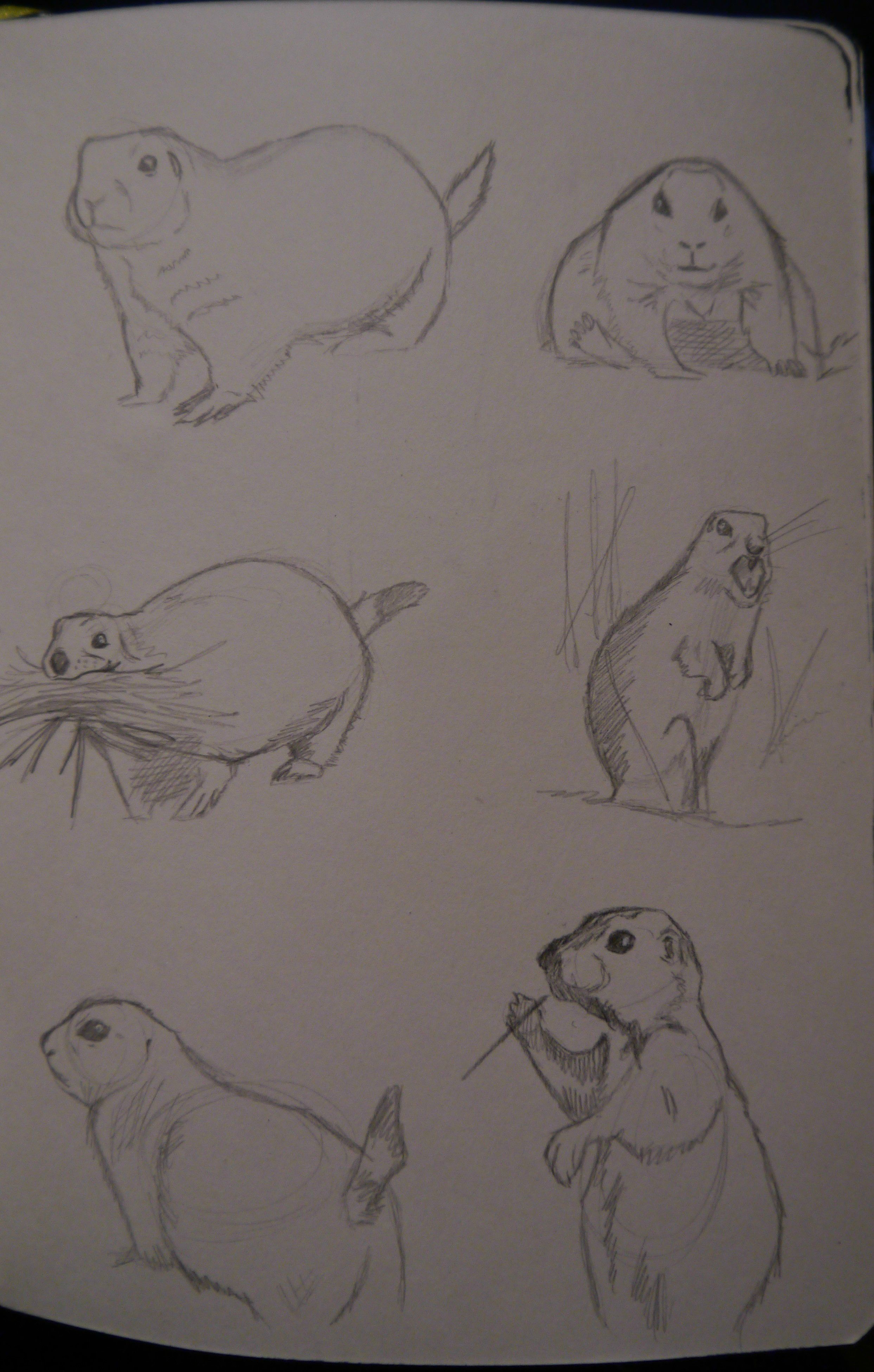 Prairie Dog Sketch at PaintingValley.com | Explore collection of ...