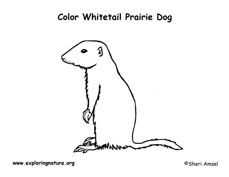 792x612 Prairie Dog (White Tailed) Coloring Page - Prairie Dog Sketch