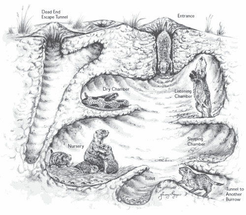 500x436 Prairie Dog Town Texas Parks Amp Wildlife Department - Prairie Dog Sketch