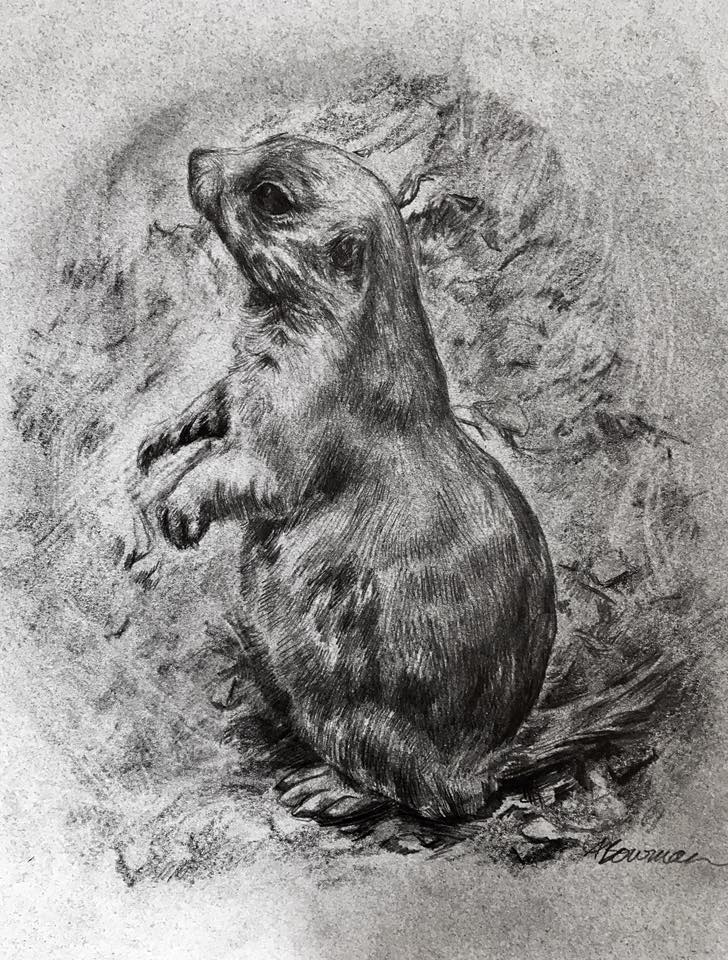 728x960 Prairie Dog By Alexandrabowmanart - Prairie Dog Sketch